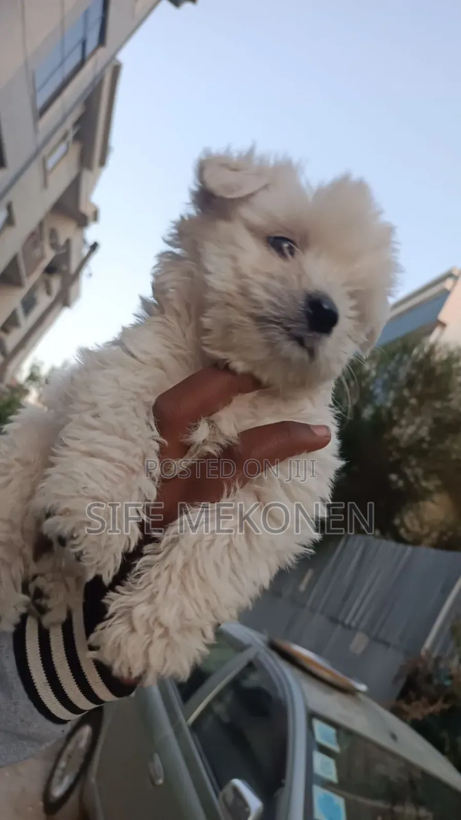 1-3 months Male Purebred Maltese