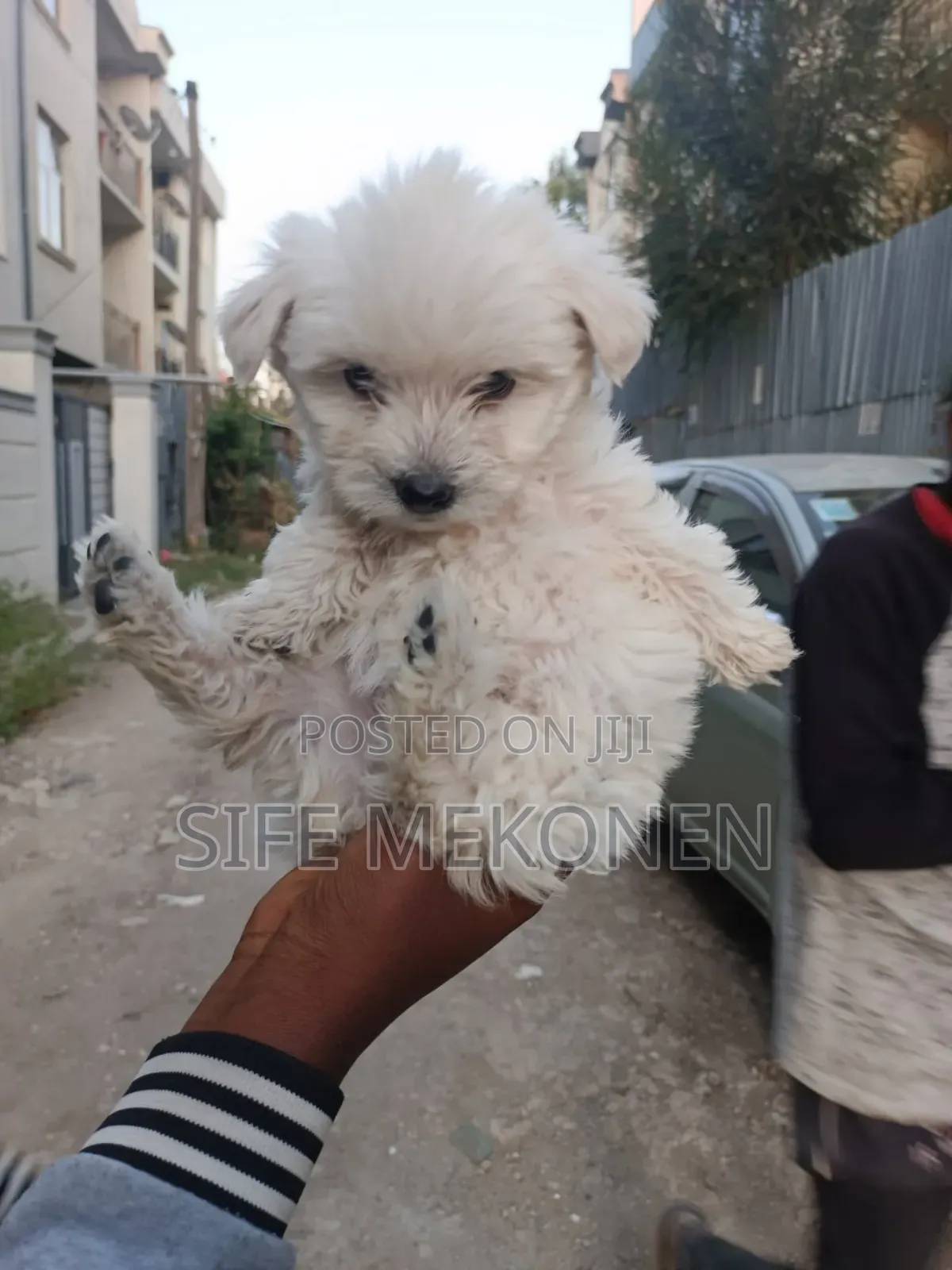 1-3 months Male Purebred Maltese