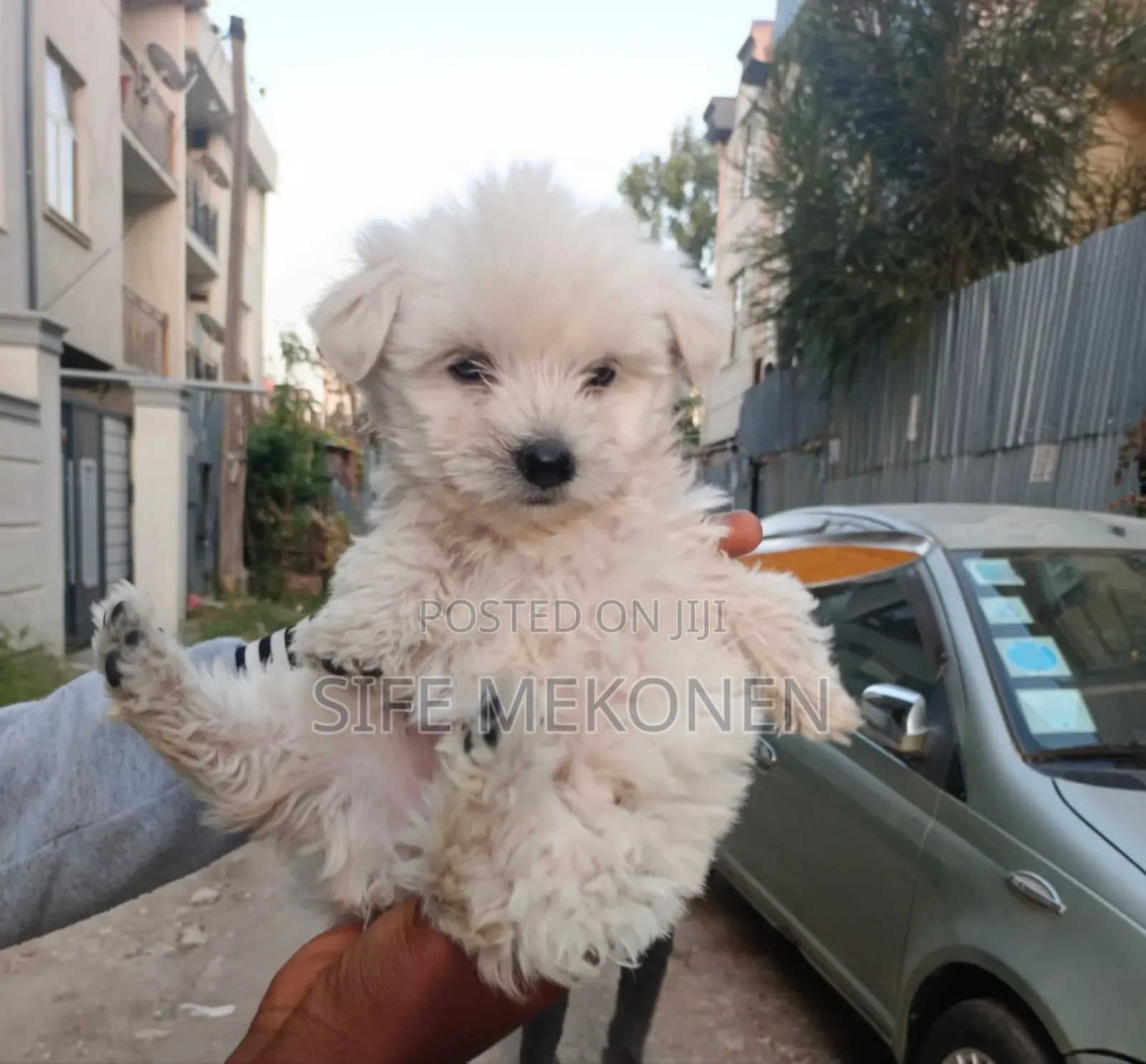 1-3 months Male Purebred Maltese