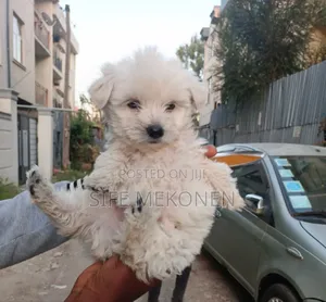 1-3 months Male Purebred Maltese