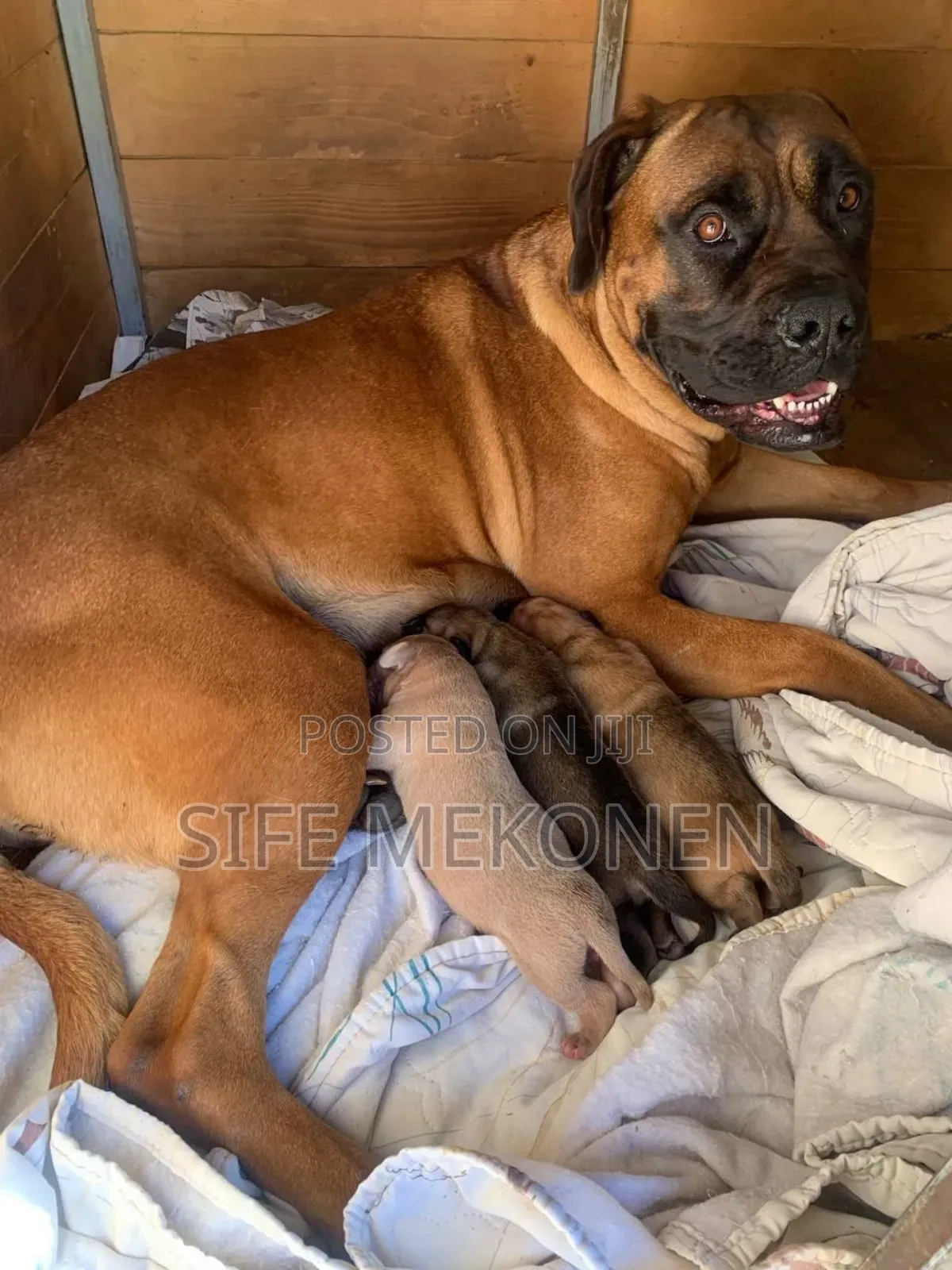 1-3 months Male Purebred Bullmastiff