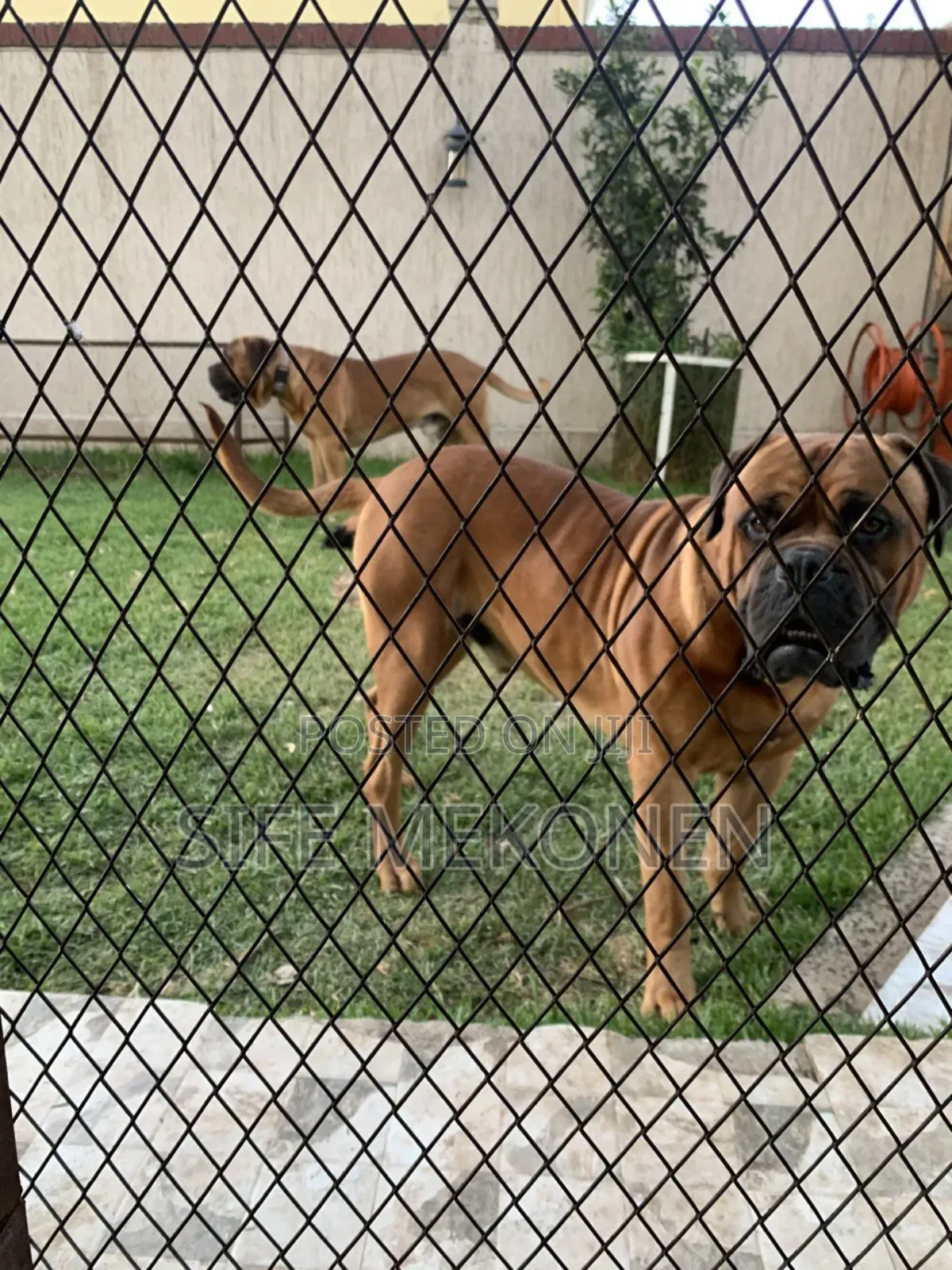 1-3 months Male Purebred Bullmastiff