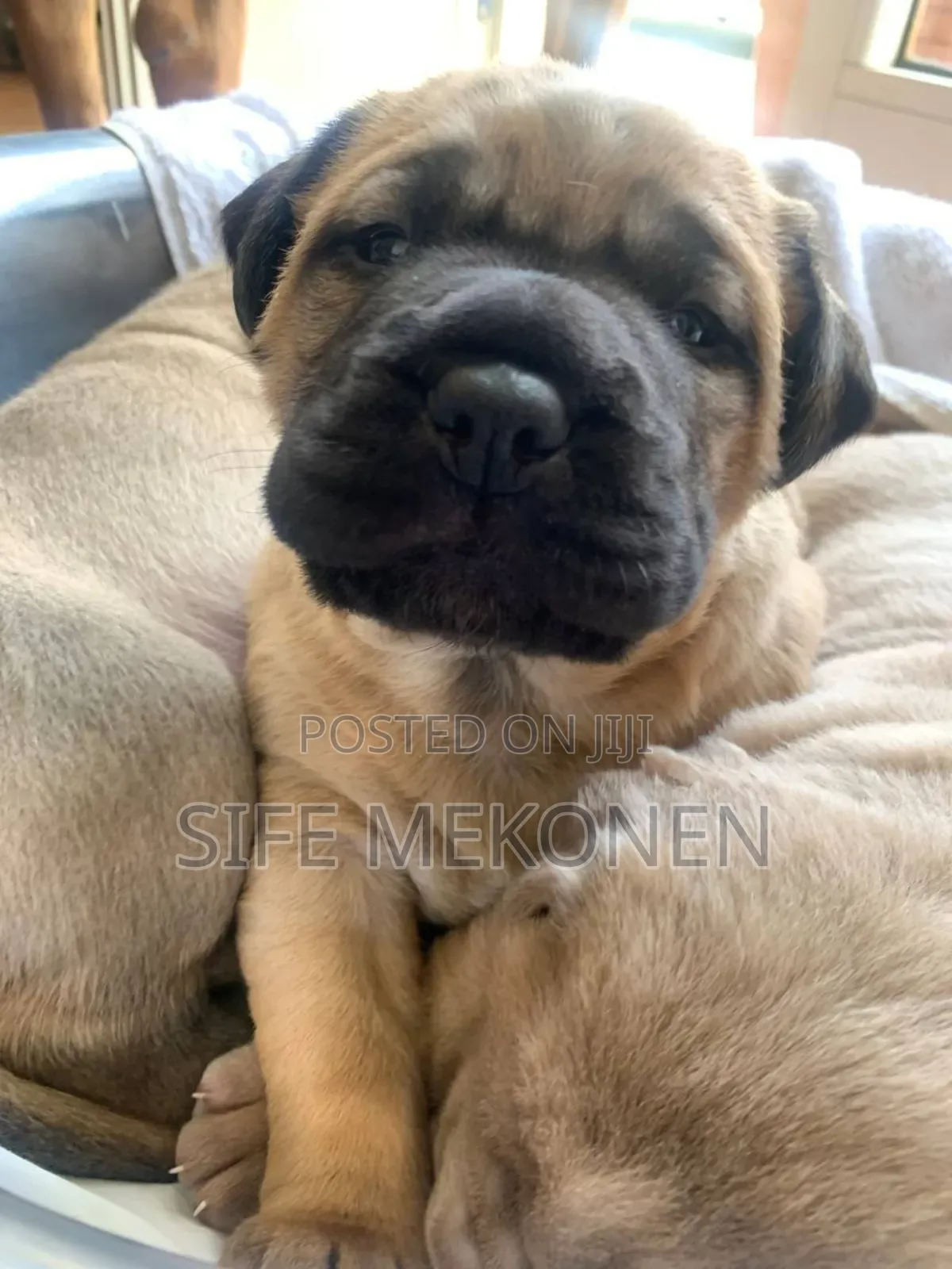 1-3 months Male Purebred Bullmastiff