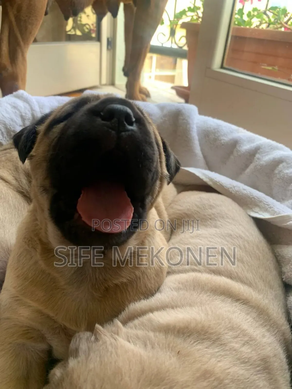 1-3 months Male Purebred Bullmastiff