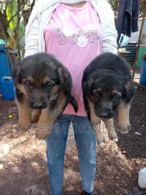 1-3 months Male Purebred German Shepherd