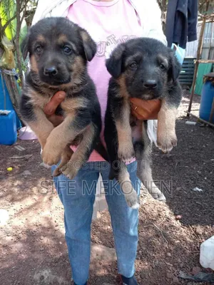 Photo - 1-3 months Male Purebred German Shepherd