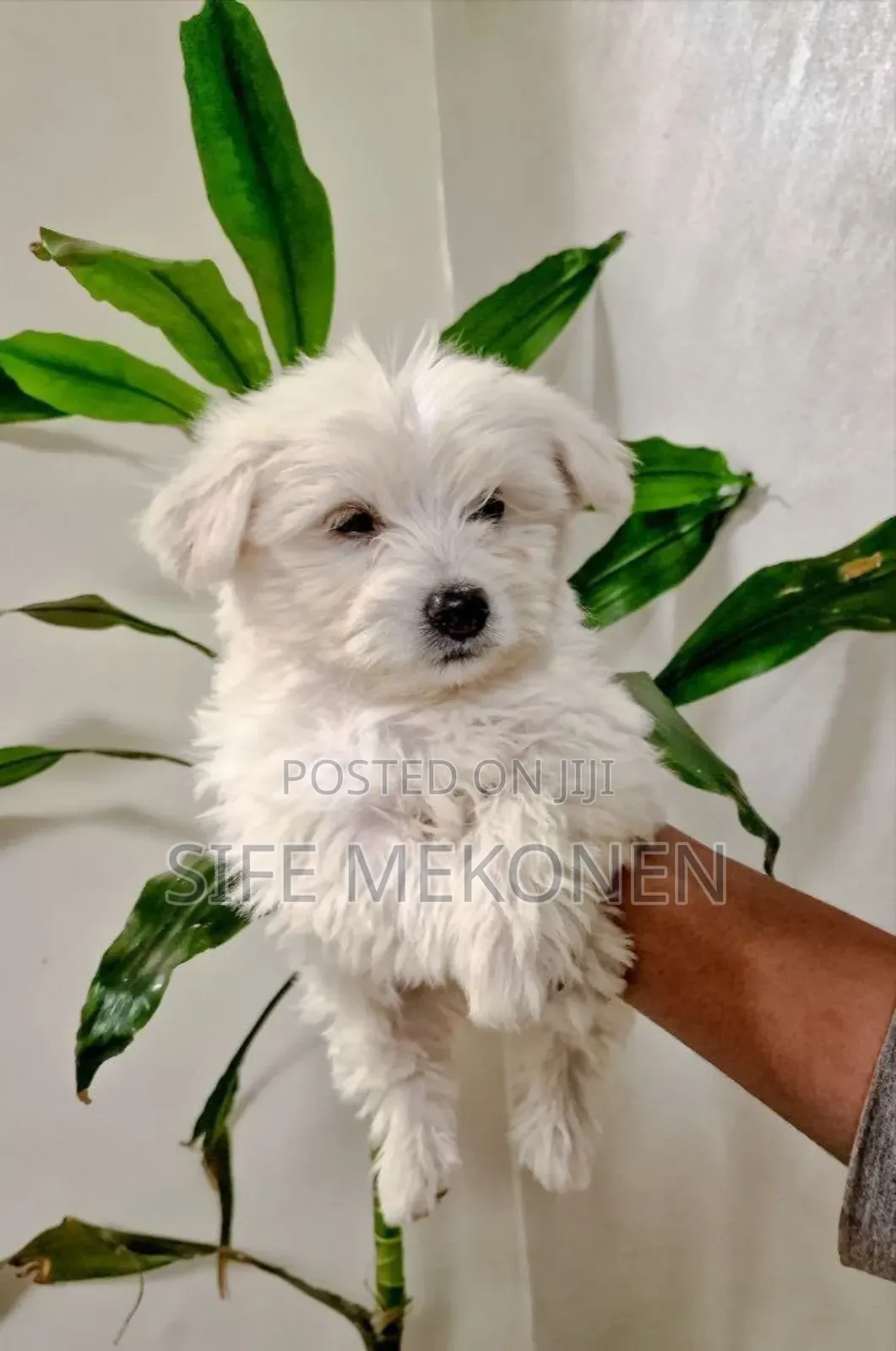 1-3 months Male Purebred Maltese
