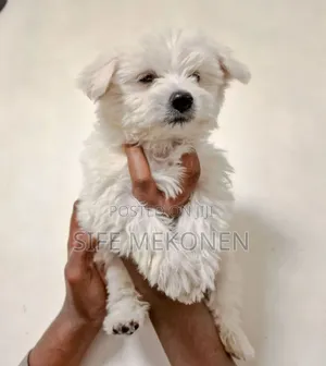 1-3 months Male Purebred Maltese