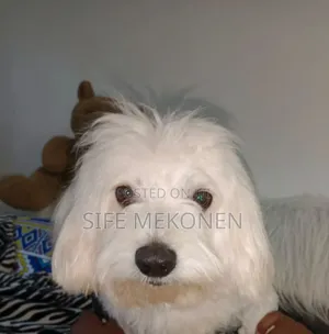 Photo - 1-3 months Male Purebred Maltese