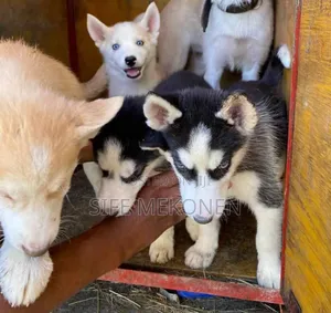 Photo - 1-3 months Male Purebred Siberian Husky