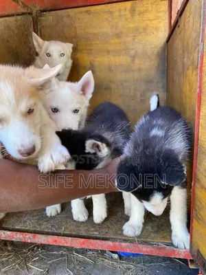 1-3 months Male Purebred Siberian Husky