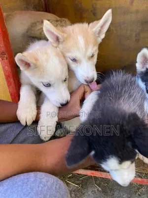 1-3 months Male Purebred Siberian Husky