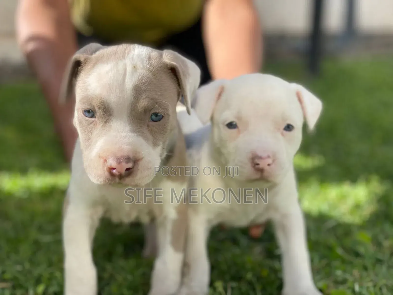 1-3 months Male Purebred American Pit Bull Terrier