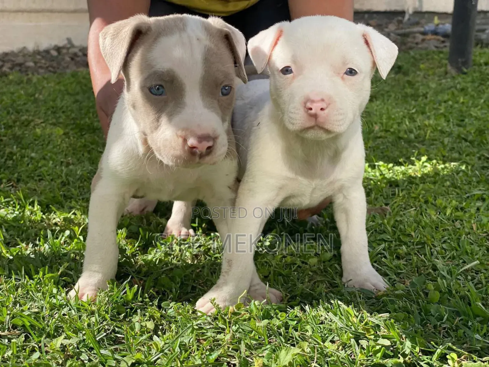 1-3 months Male Purebred American Pit Bull Terrier