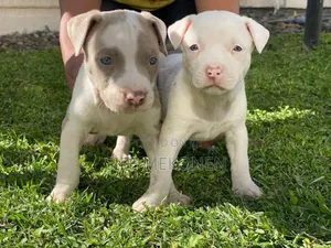 1-3 months Male Purebred American Pit Bull Terrier
