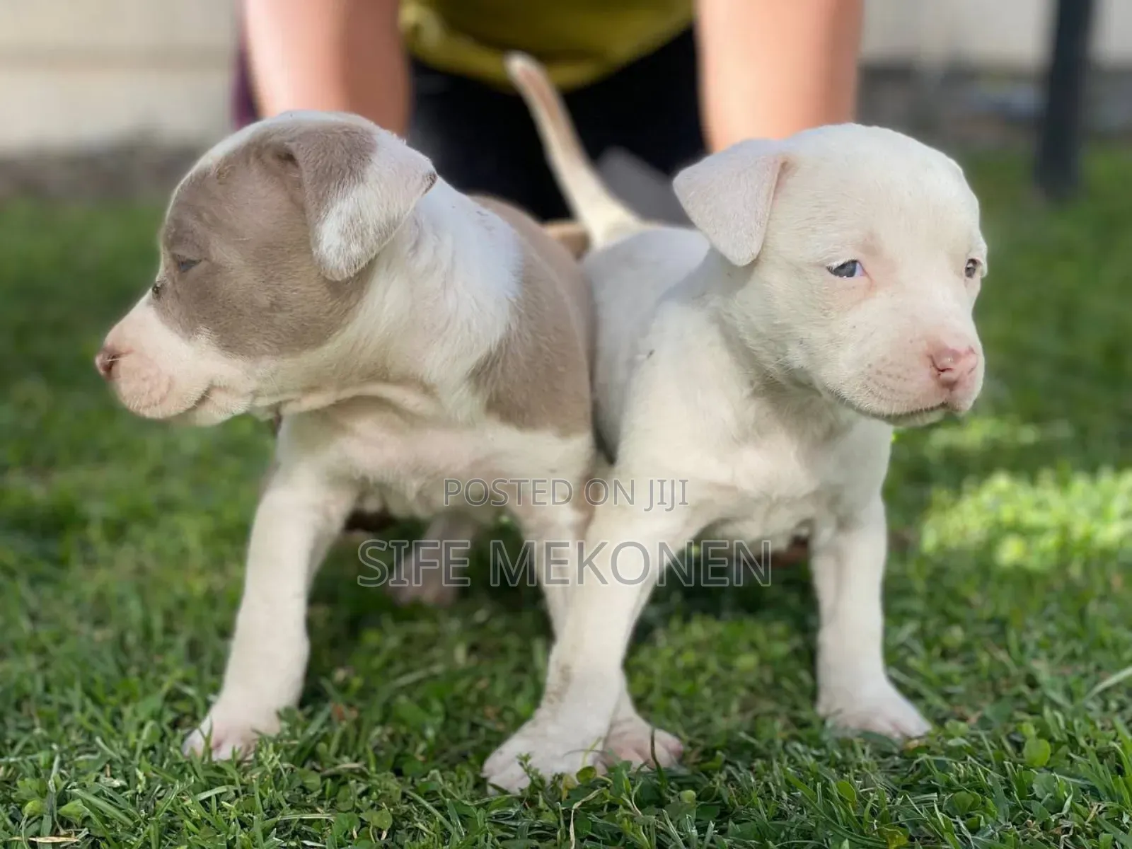 1-3 months Male Purebred American Pit Bull Terrier