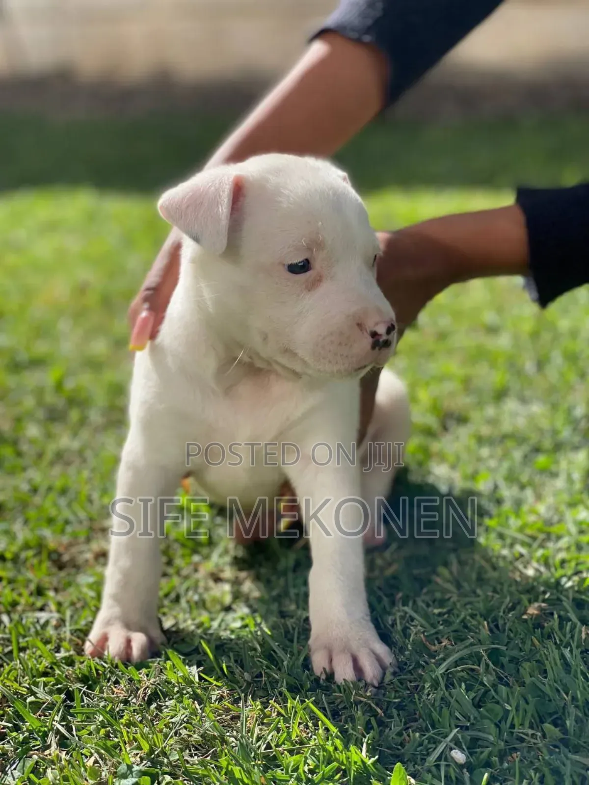 1-3 months Male Purebred American Pit Bull Terrier