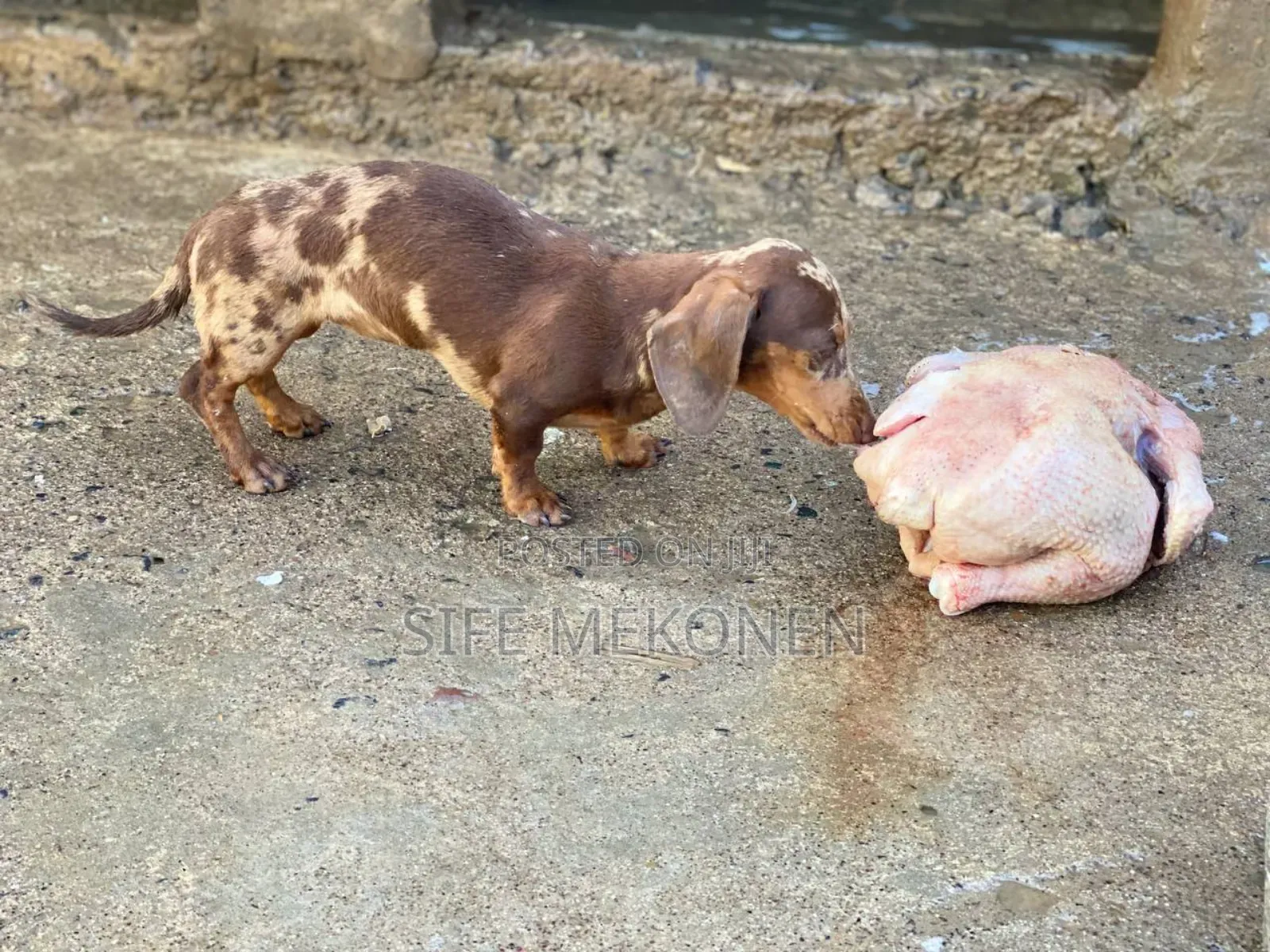 1-3 months Male Purebred Dachshund