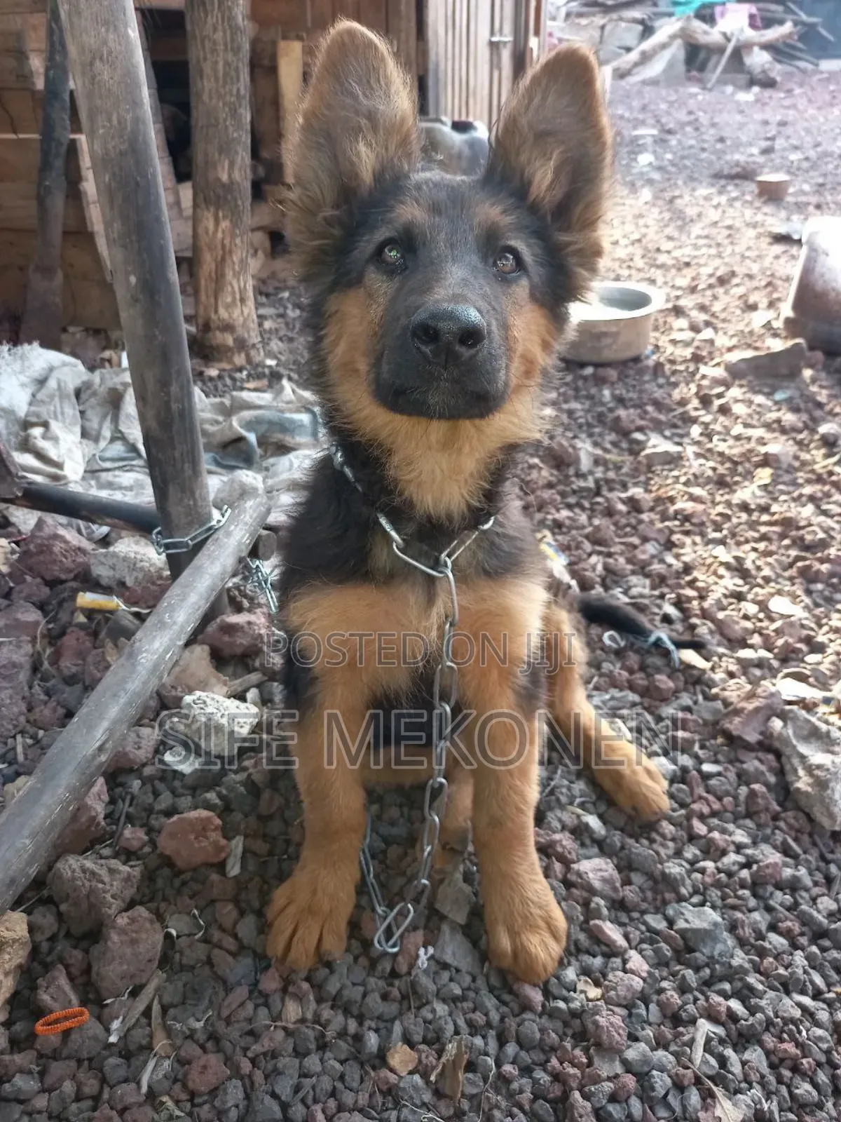 1-3 months Male Purebred German Shepherd