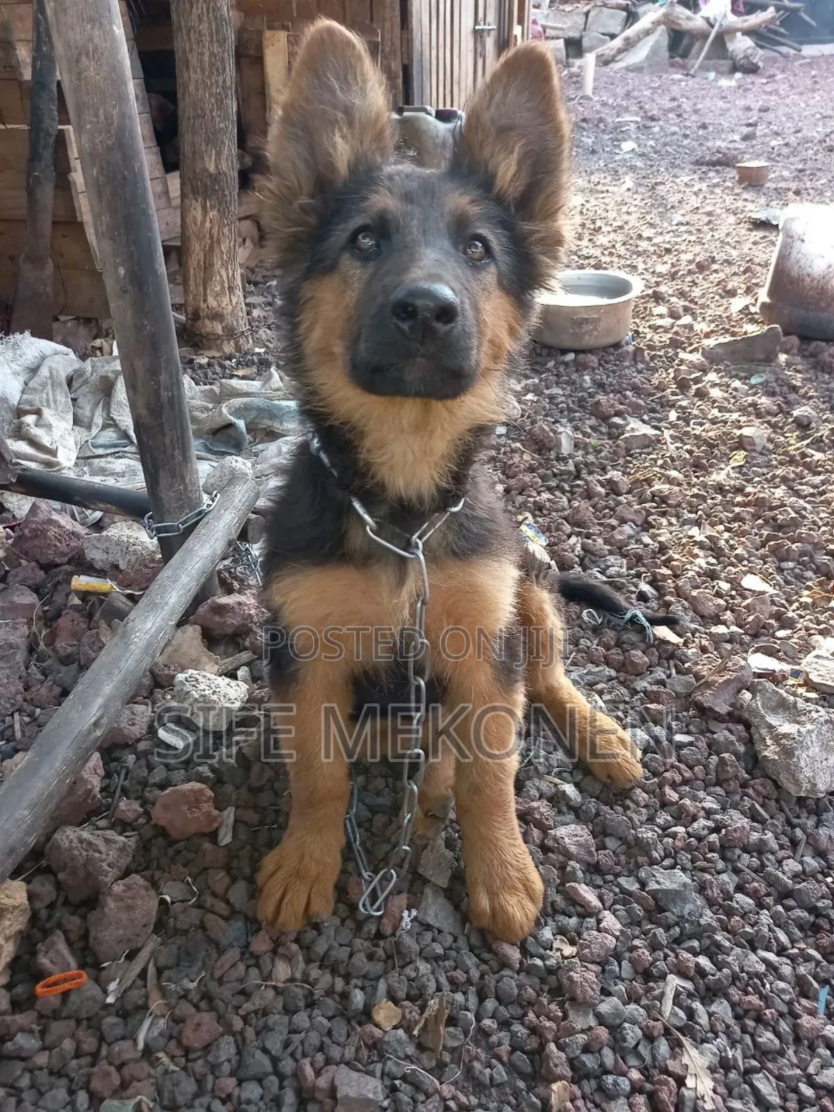 1-3 months Male Purebred German Shepherd