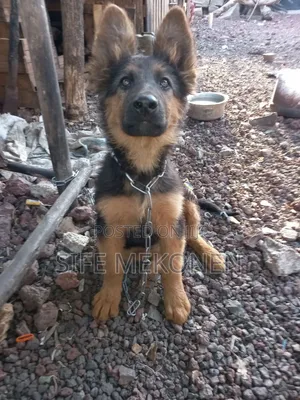 1-3 months Male Purebred German Shepherd