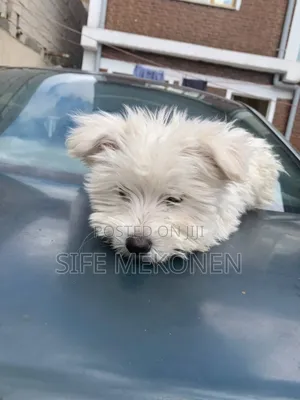 1-3 months Male Purebred Maltese