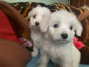 Photo - 1-3 months Male Purebred Maltese