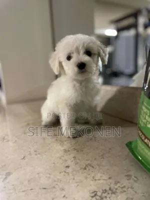 Photo - 1-3 months Male Purebred Maltese