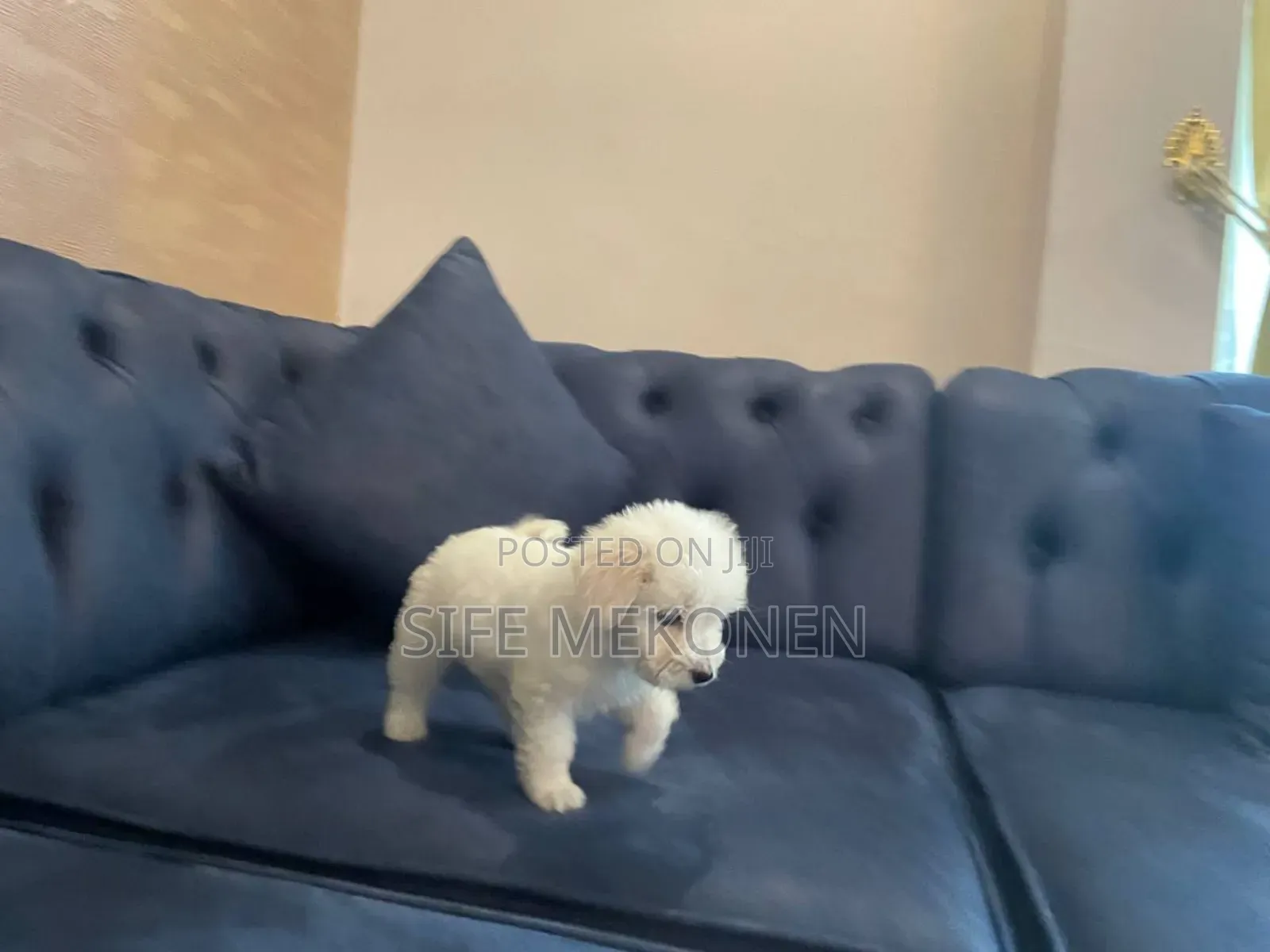 1-3 months Male Purebred Maltese