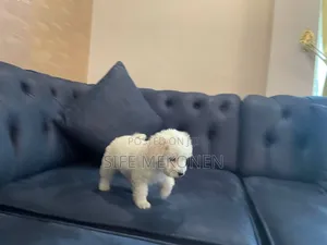 1-3 months Male Purebred Maltese