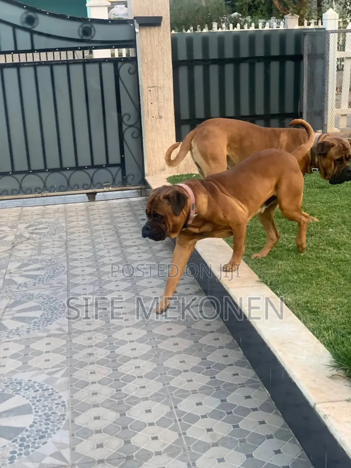 1-3 months Male Purebred Bullmastiff