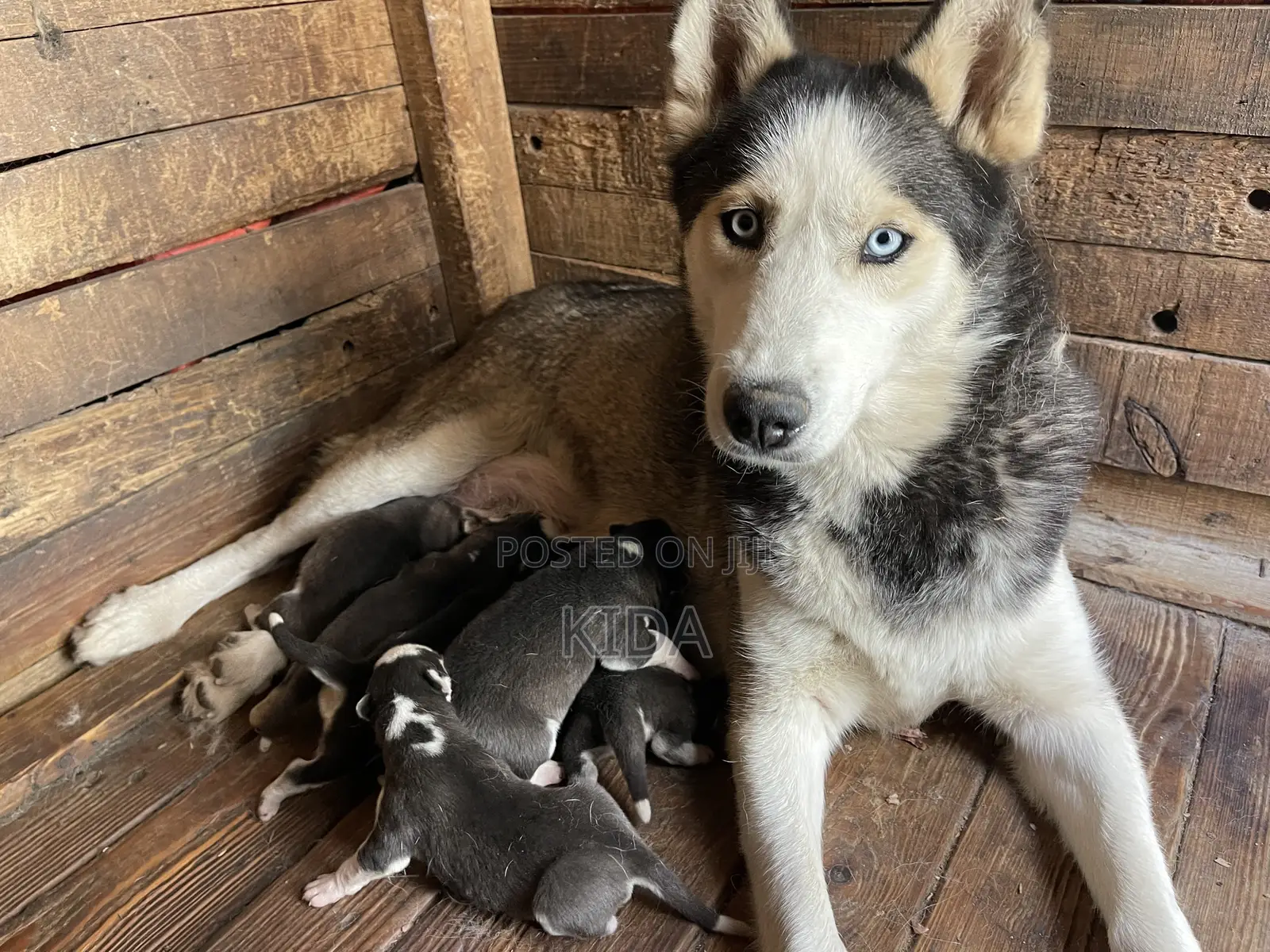 0-1 month Male Purebred Siberian Husky