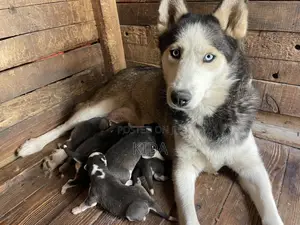 0-1 month Male Purebred Siberian Husky