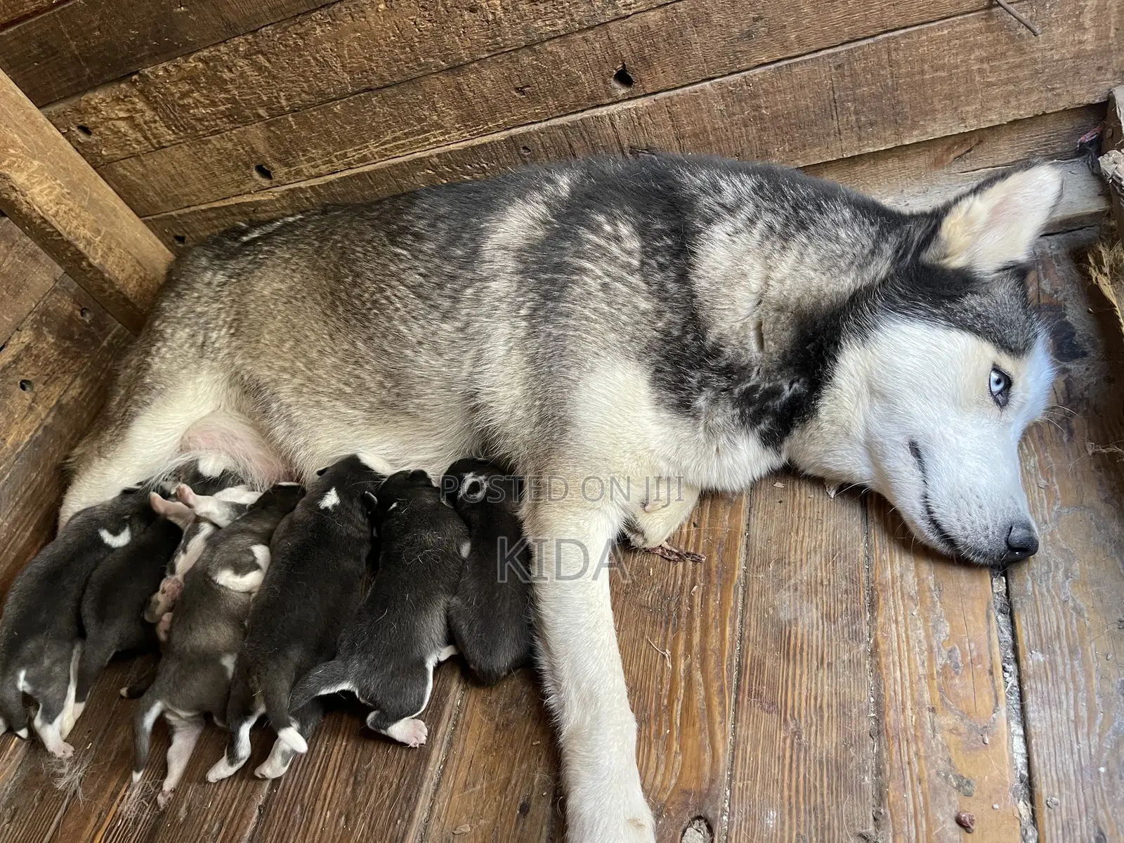 0-1 month Male Purebred Siberian Husky
