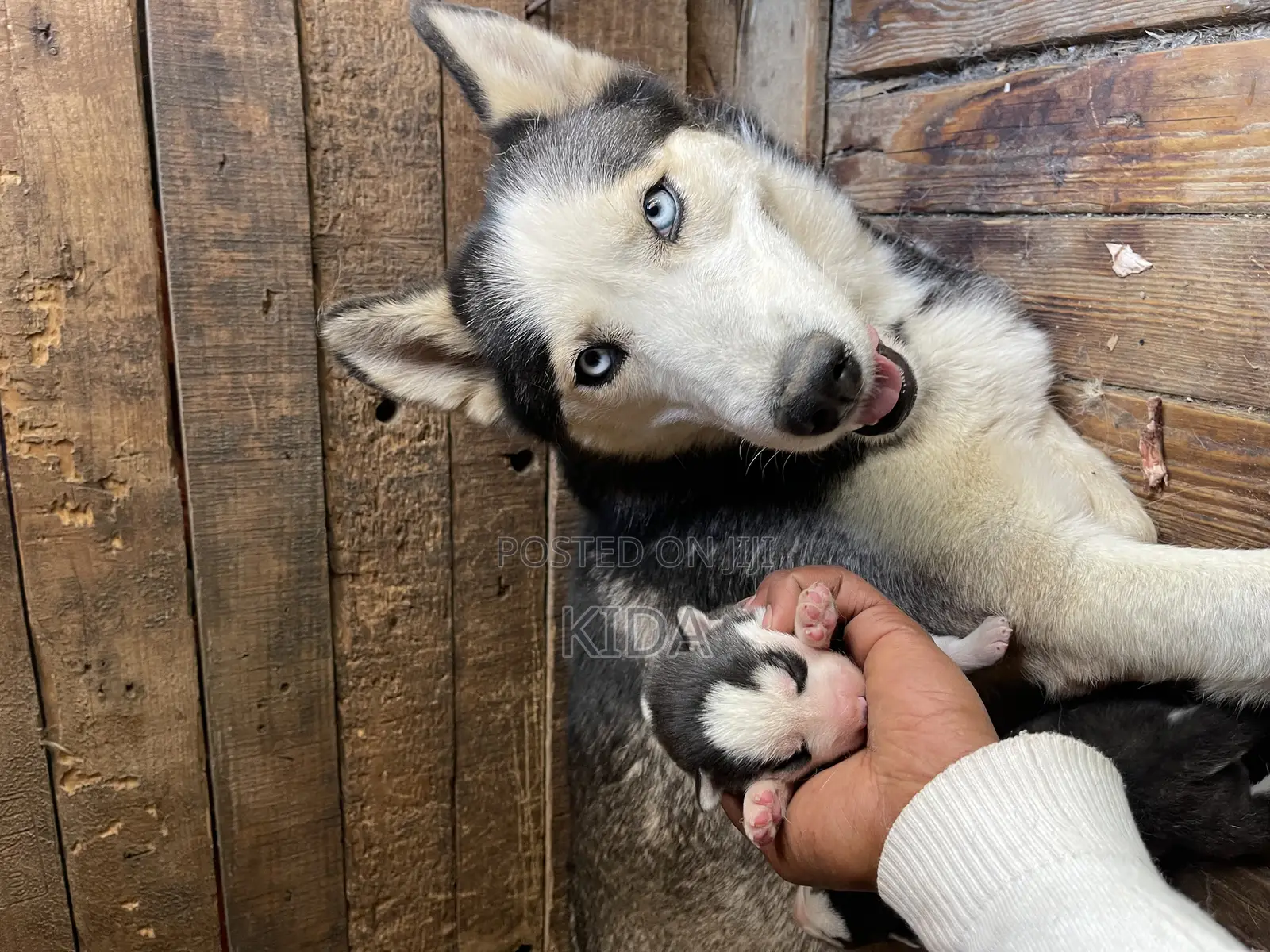 0-1 month Male Purebred Siberian Husky