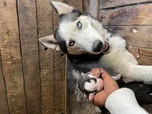 0-1 month Male Purebred Siberian Husky