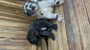 1-3 months Male Purebred Great Dane