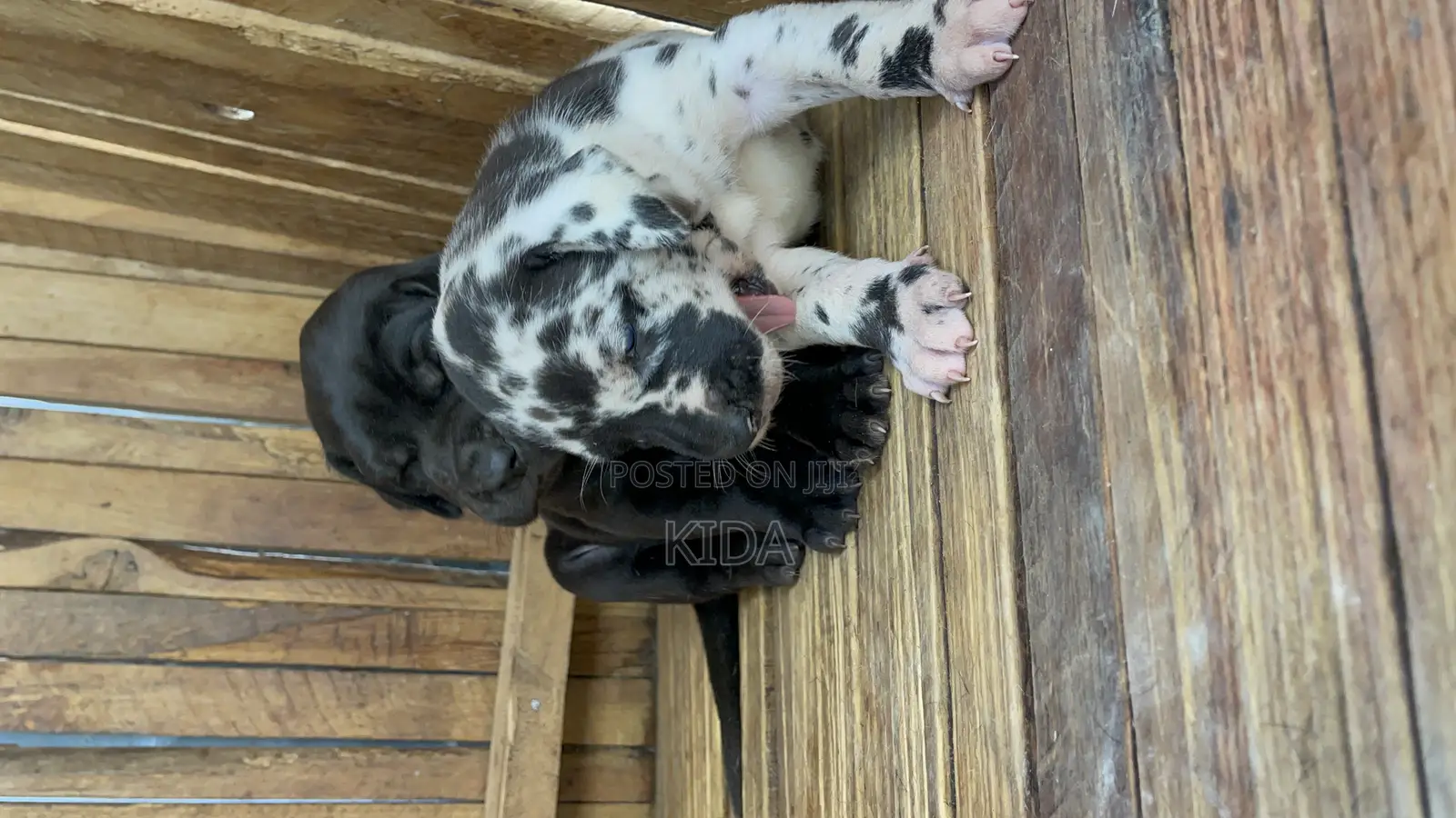 1-3 months Male Purebred Great Dane