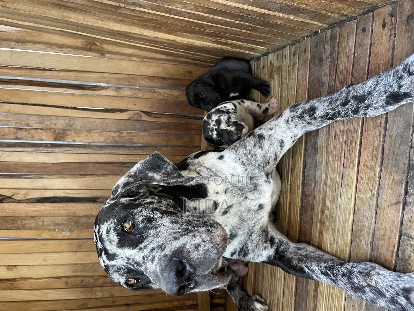 1-3 months Male Purebred Great Dane