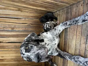 1-3 months Male Purebred Great Dane