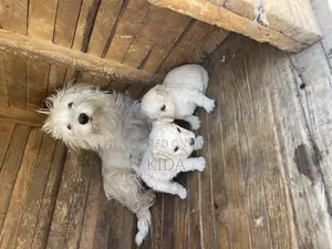 1-3 months Male Purebred Maltese