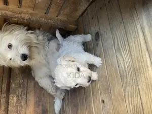 1-3 months Male Purebred Maltese