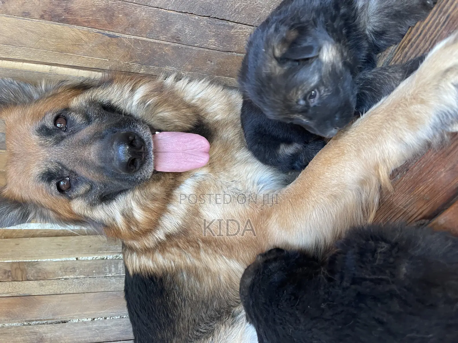 1-3 months Male Purebred German Shepherd