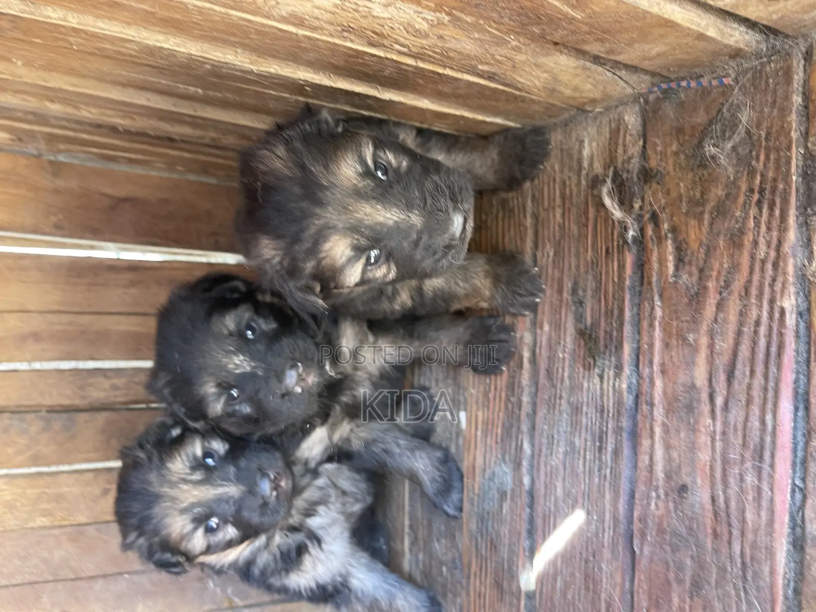 1-3 months Male Purebred German Shepherd