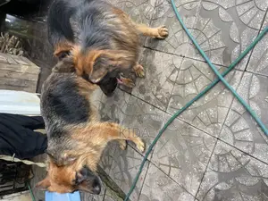 1-3 months Male Purebred German Shepherd