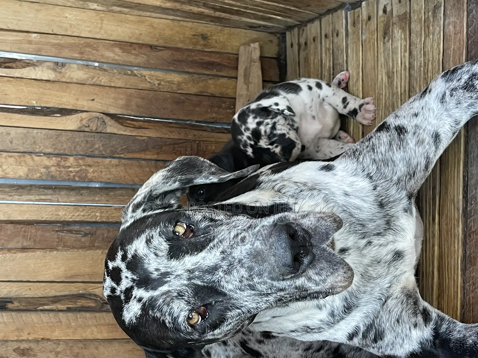 1-3 months Male Purebred Great Dane