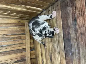 1-3 months Male Purebred Great Dane