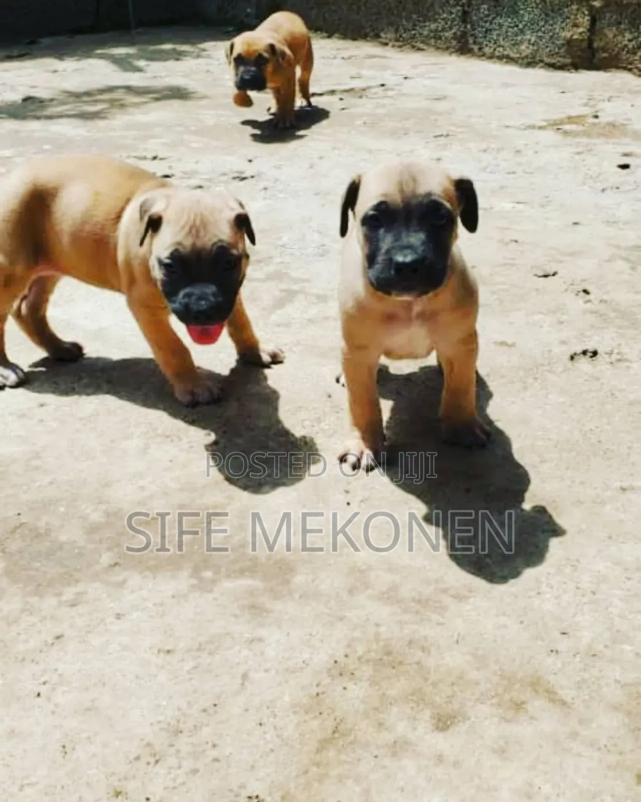 1-3 months Male Purebred Bullmastiff