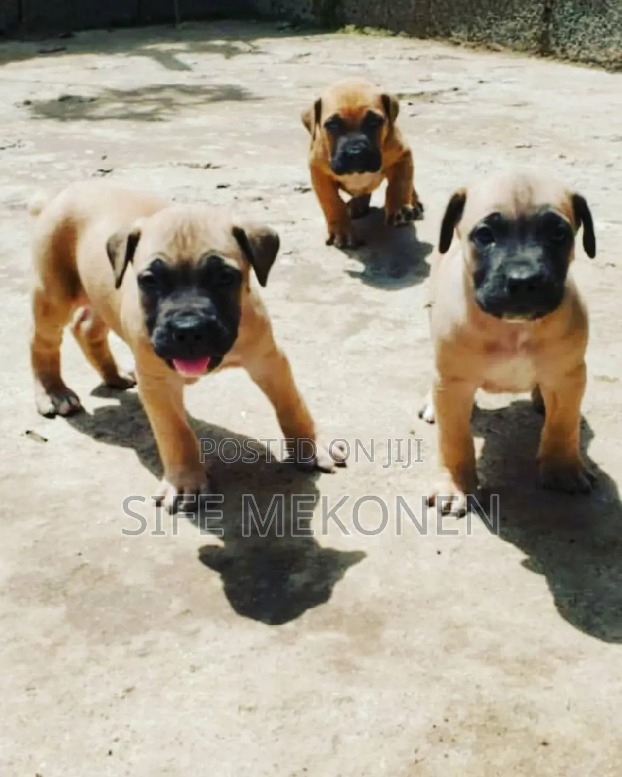 1-3 months Male Purebred Bullmastiff