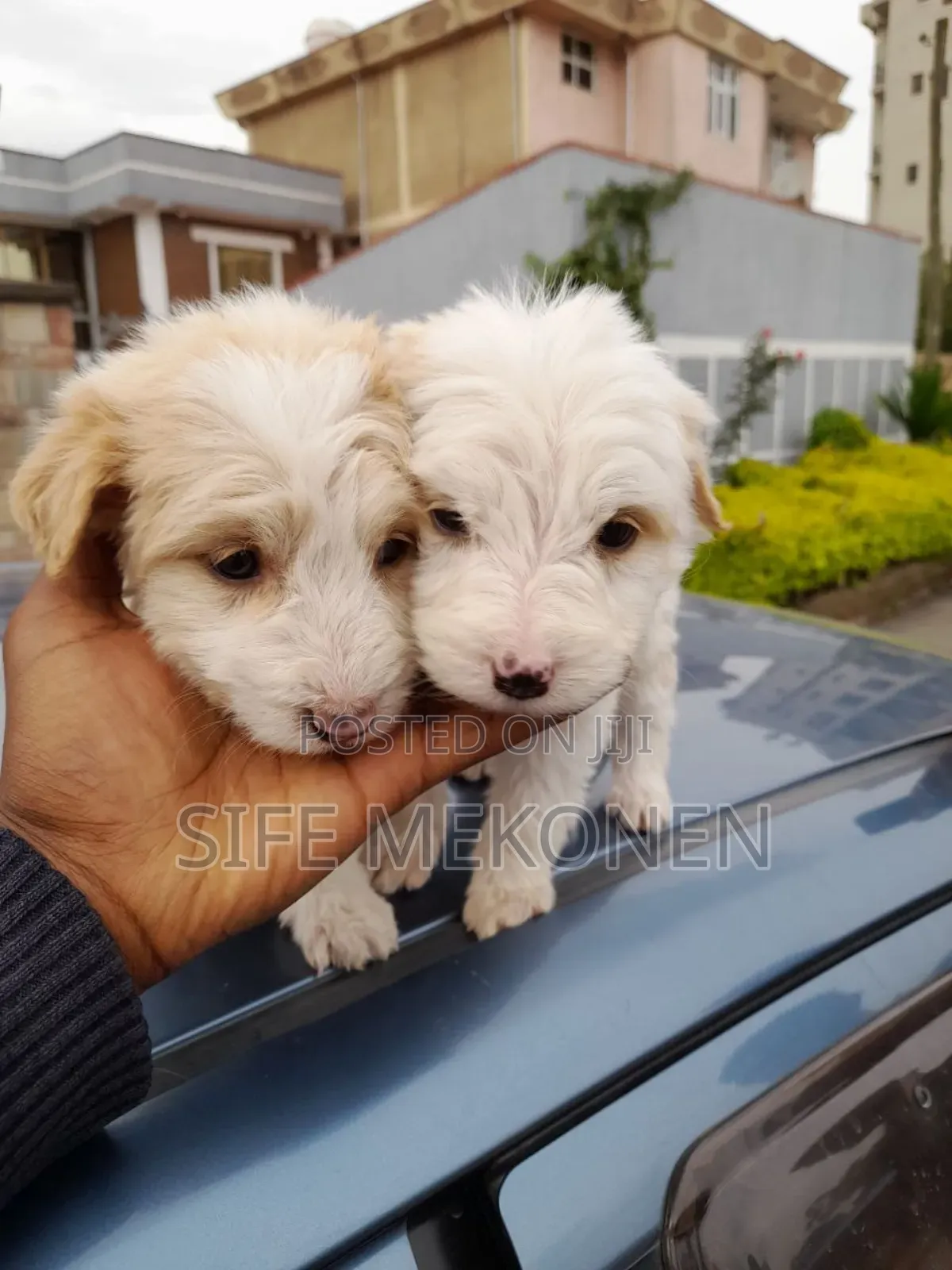 1-3 months Male Purebred Maltese